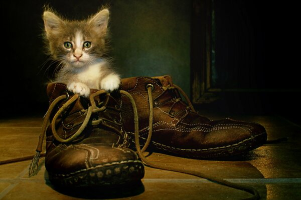 Süßes Kätzchen sitzt im Schuh