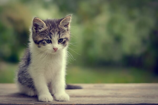 Mirada profunda y reflexiva del pequeño gatito