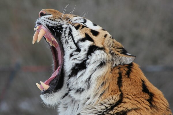 Perfil de la boca del tigre de Amur