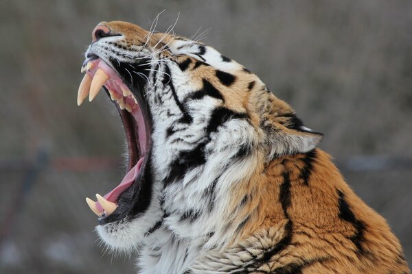 Профиль пасти амурского тигра