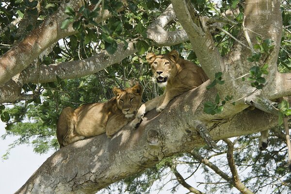 Löwinenpaar liegt auf einem Baum