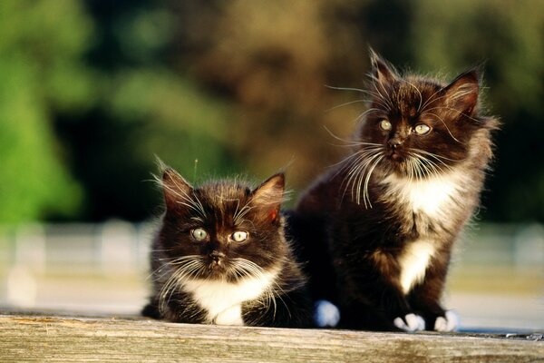 A couple of kittens are sitting on the fence