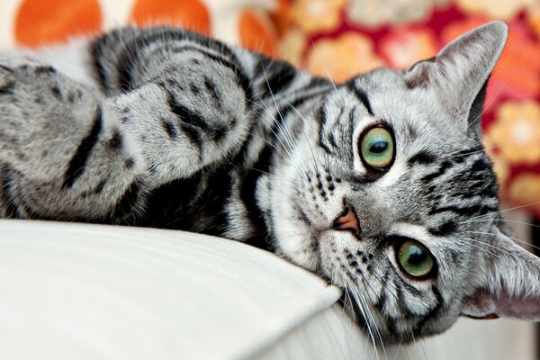 The grey cat is lying on the bed