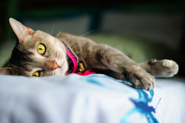 Eine Katze mit gelben Augen und einem rosa Halsband liegt
