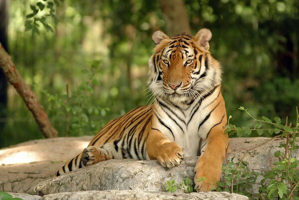 Tiger resting on the rocks