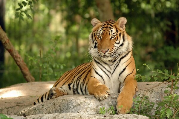 El tigre descansa sobre las piedras