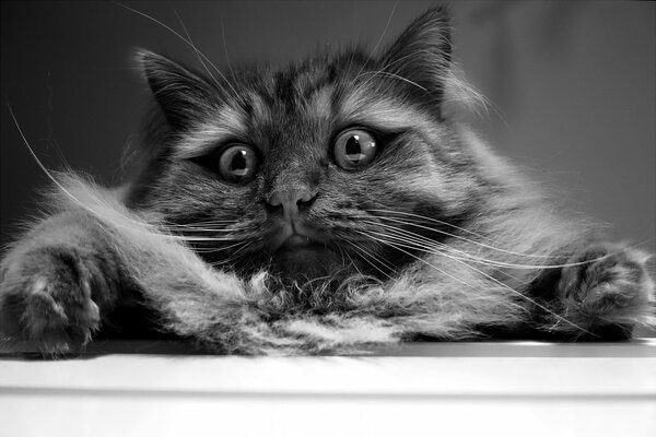 Beau chat avec des yeux merveilleux