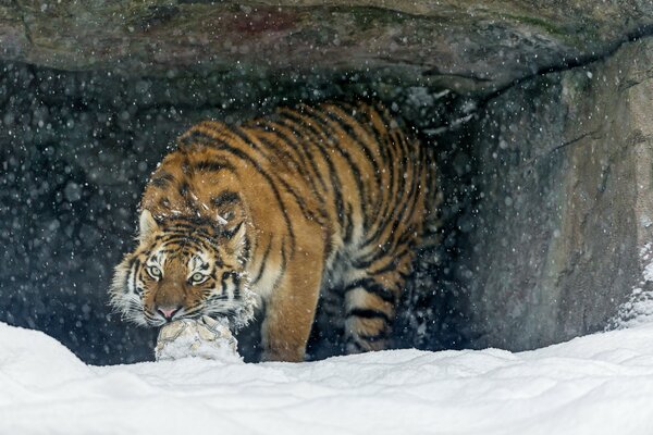 Амурский тигр играет в снегу