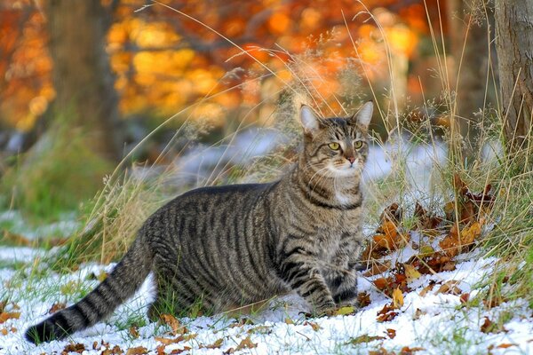 Étrange. l herbe est encore verte et la neige se trouve