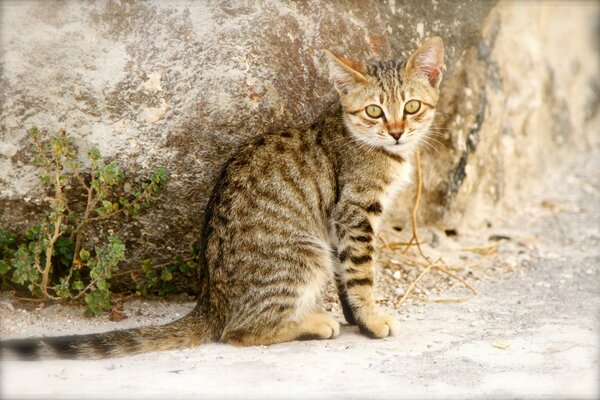 Solo la mirada distingue al gatito del fondo de la pared de la calle