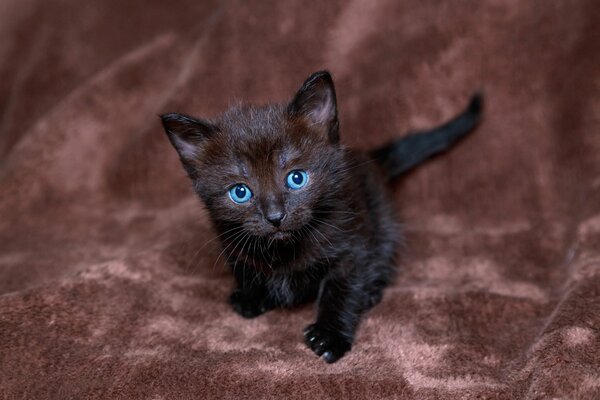 A small black kitten on a red background