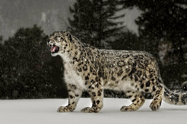 Il leopardo delle nevi ringhia in inverno