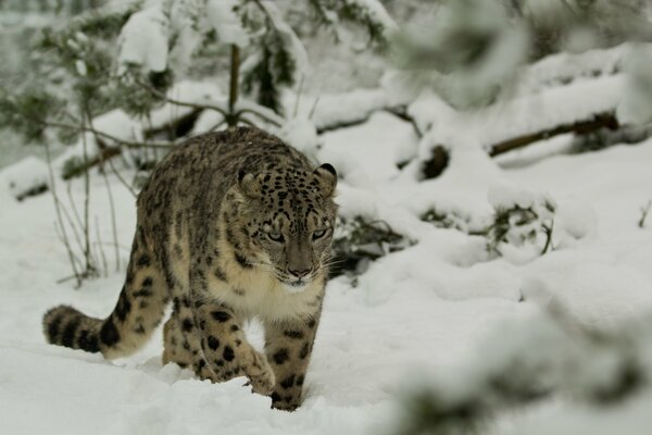 Snow leopard in the winter forest