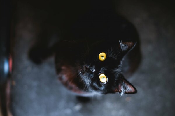 The look of the black cat is simply mesmerizing.