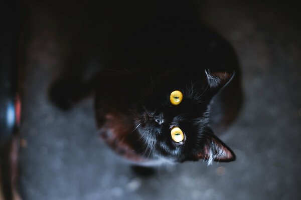 La mirada de un gato negro es simplemente fascinante