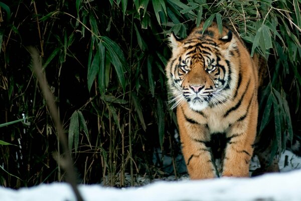 Tigre en el fondo de hojas verdes y nieve