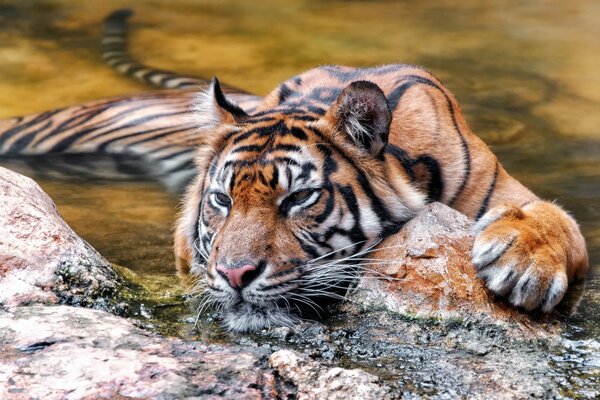 Tigre si nasconde in attesa di preda