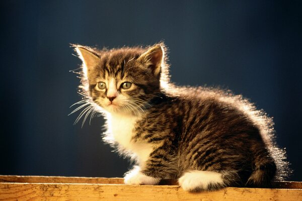 Chaton rayé assis sur la clôture