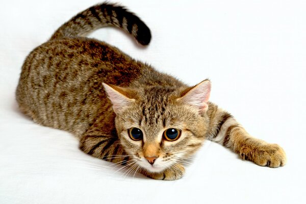 Tricolor gato acostado caza