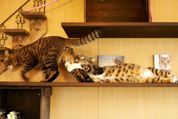 Funny cats playing on the shelf