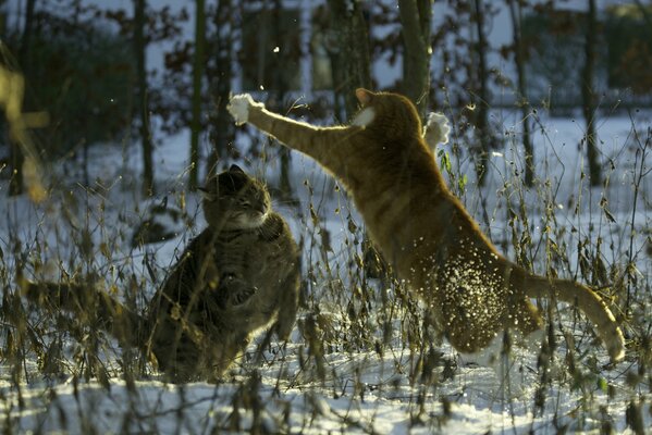 Katzen spielen im Schnee