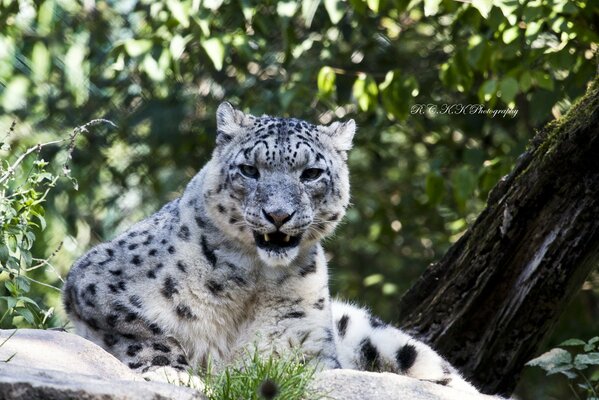 El leopardo de las Nieves descansa sobre la piedra