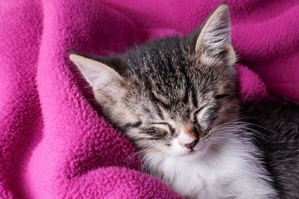 Gatito dormido envuelto en una manta