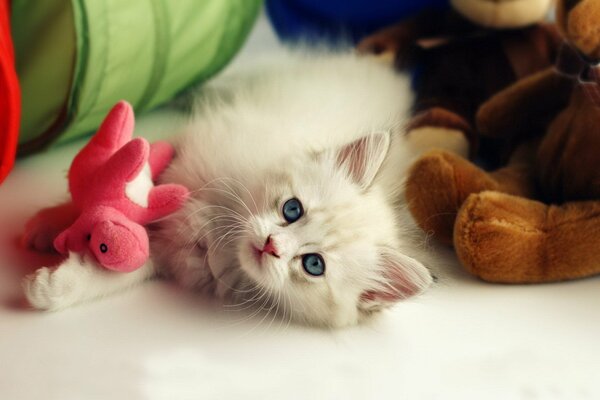 Pequeño gatito jugando con un juguete