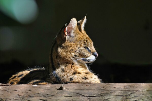 Satisfied serval basking in the sun