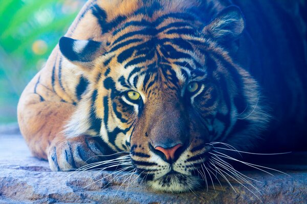 Ein ruhiger Tiger ruht auf einem Stein