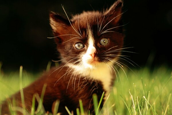 Fotografía macro de un gatito negro en la hierba