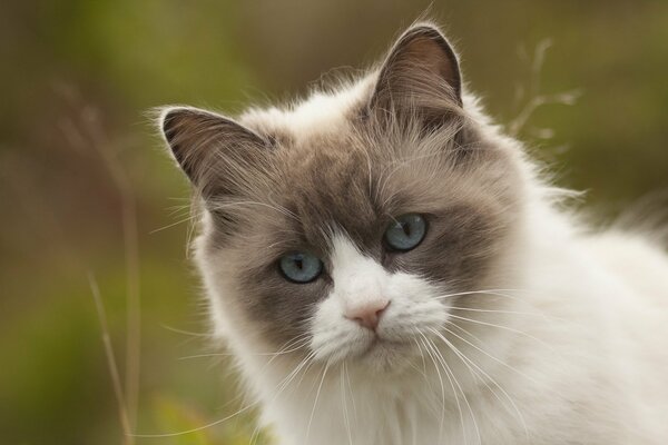 Beautiful blue-eyed cat on the background of nature