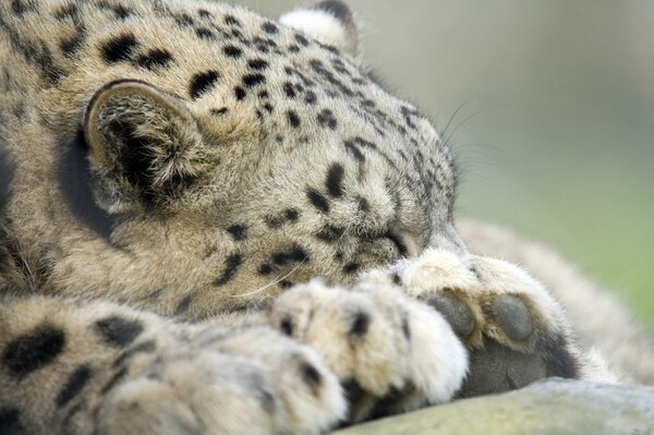 El leopardo de las Nieves duerme bien