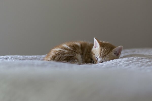 A little kitten is sleeping on a white blanket