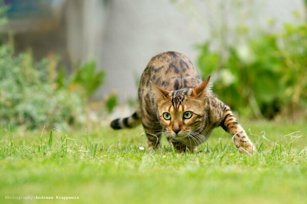 Chat rayé chasse dans la nature