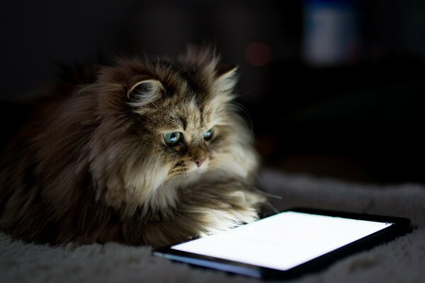 Chat se trouve avec une tablette sur le lit