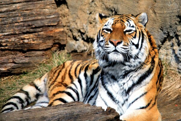 Tigre tomando el sol. Depredador del bosque