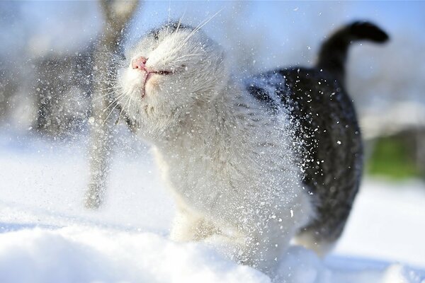 Il gatto peloso scuote la neve dalla pelliccia all aperto