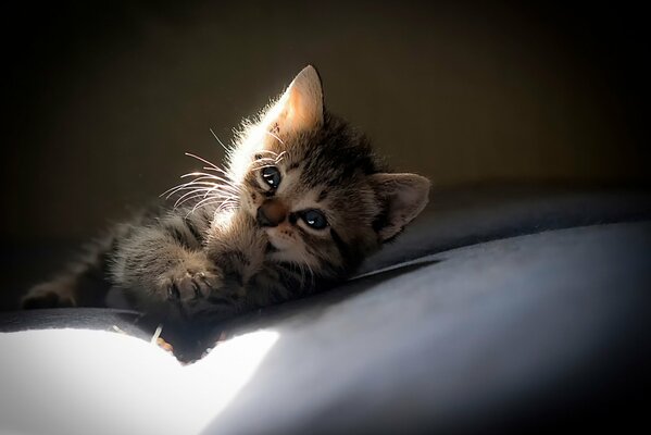 Chaton se trouve sur le gris dans les rayons du soleil