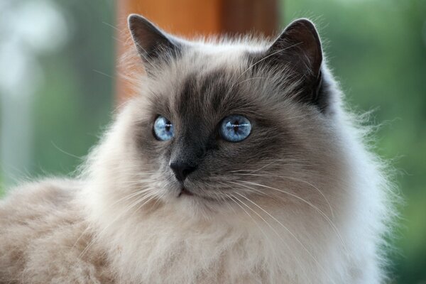Blue-eyed Burmese cat with a charming look