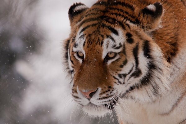 Handsome tiger in the snow