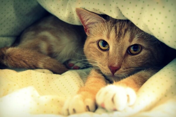 Gatto rosso in riposo sotto le coperte