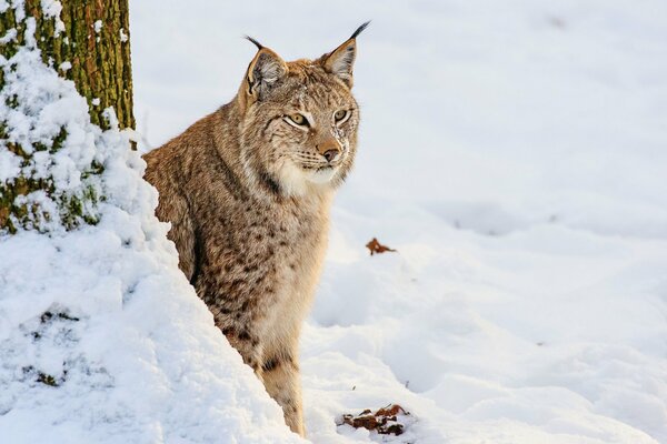 Lynx près de l arbre en hiver sur la neige