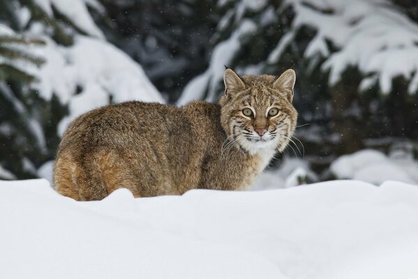 Foto de un lince en un ventisquero