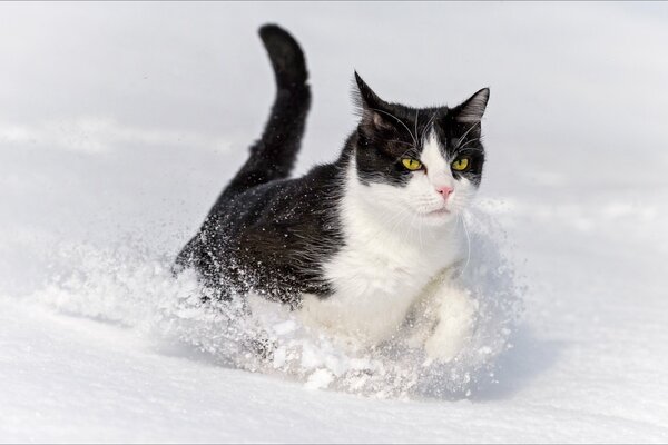 A black and white cat walking in the snow