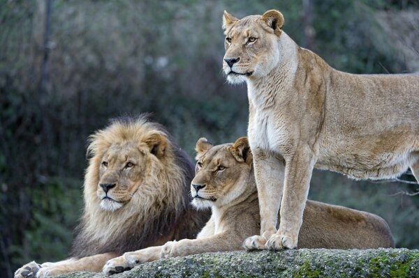 Famiglia di leoni che riposa su una roccia