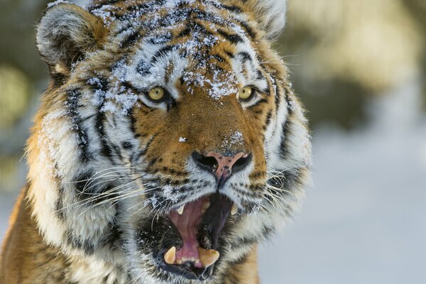 Amur-Tiger mit Schnauze im Schnee