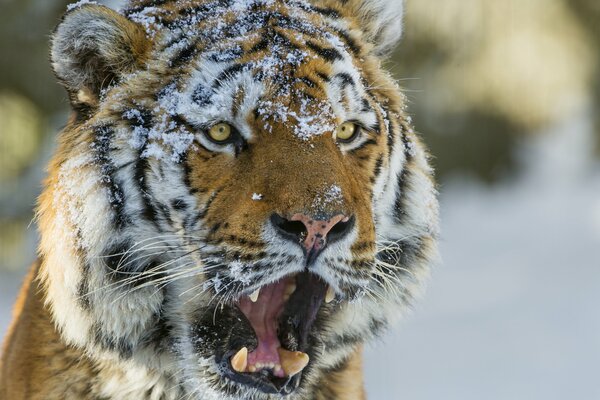 Tigre dell Amur con il muso nella neve