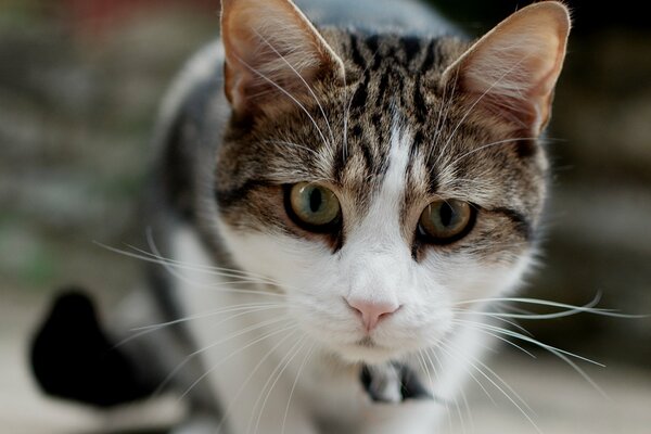 The cat looks at the camera with its muzzle