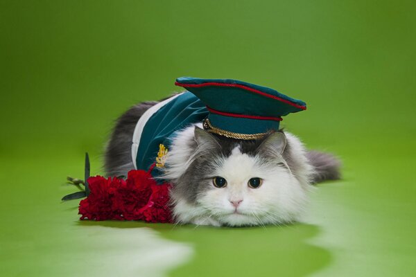 Puszysty model-Kot w czapce i z kwiatami